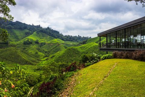 When you’re sick of the city: Cameron Highlands beckons